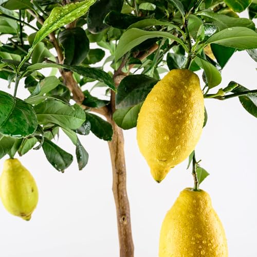 Meine Orangerie Amalfi Zitronenbaum Mezzo - echte Amalfi-Zitrone (Sfusato Amalfitano) - fruchtreife Zitruspflanze - veredelte Zitrone - Citrus Limon amalphitanum - Lemon Tree (Topf Ø 20cm)