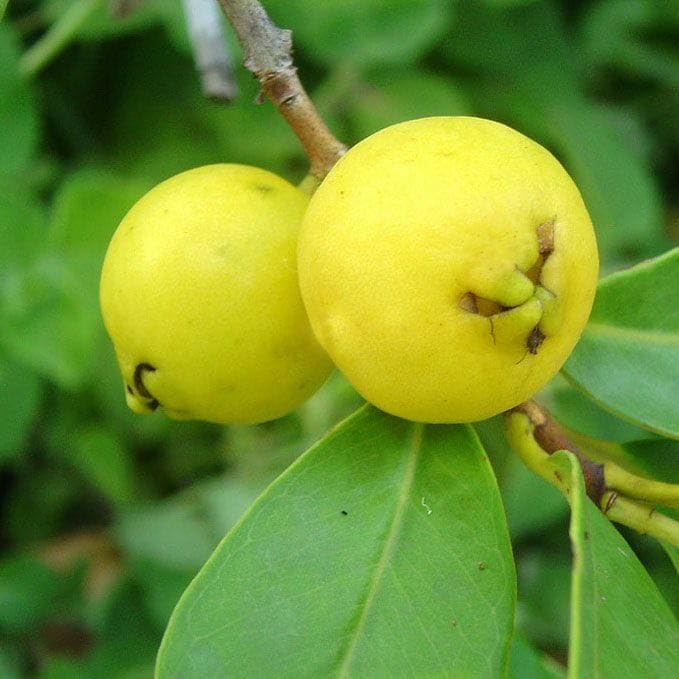 Image of GreenWorld Rare Very Cute Tropical Thai Yellow Strawberry Guava /Lemon Guava Fruit Plant,(GRAFTED) Healthy Live Plant,''Fruit After 1 Year''