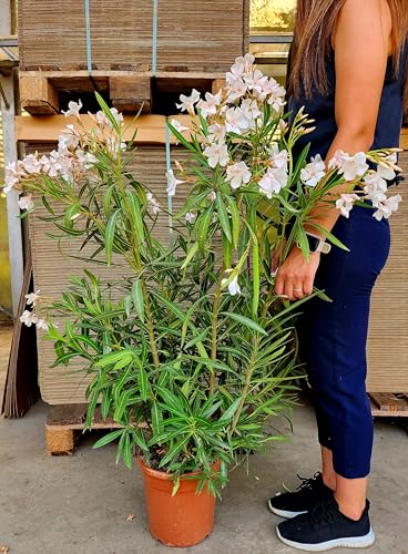 POWERS TO FLOWERS - OLEANDRO BIANCO vaso 22cm diametro, pianta vera