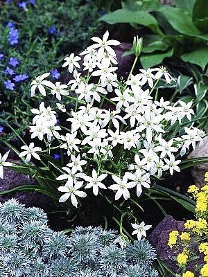 Amazon 秋植え球根 オーニソガラム ウンベラタム 10球パック 球根