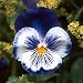 35 Blue Pansy Joker Flower Seeds / Annual