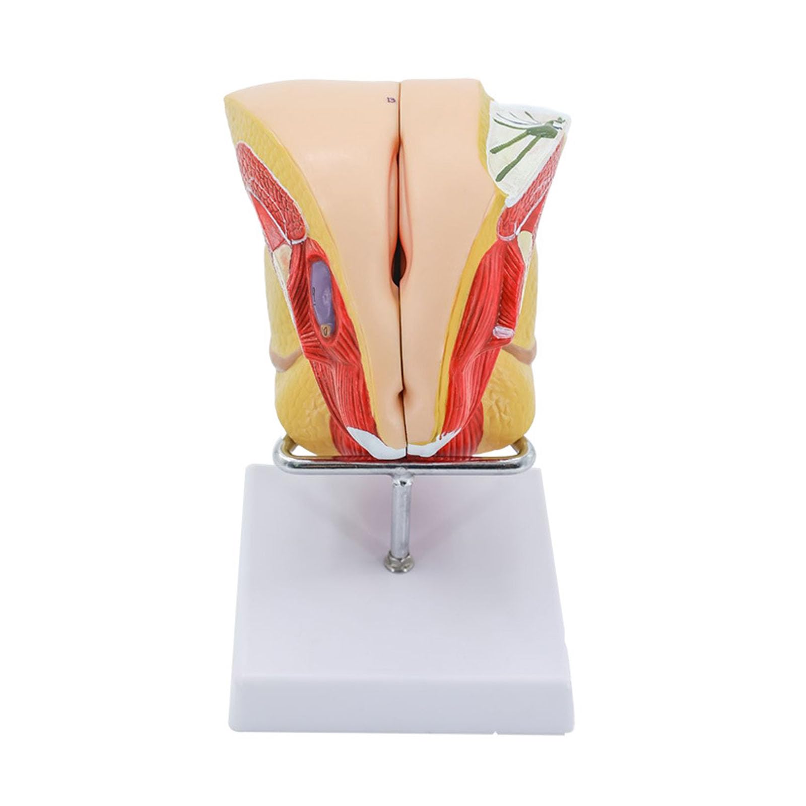 Modèle génital féminin AMITD pour illustrer vos cours de biologie et démonstrations