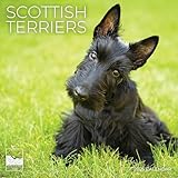 Scottish Terrier Wall Calendar 2026 | 12