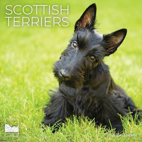 Scottish Terrier Wall Calendar 2026 | 12
