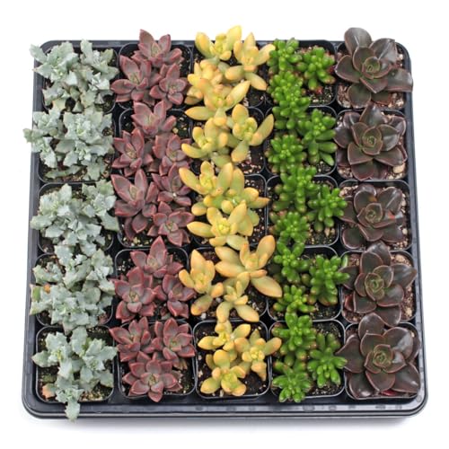 Mountain Crest Gardens Assorted Succulents Bulk Pack - 25 Live Plants in 2 Inch Pots - Real Indoor/Outdoor Succulents for DIY, Gifts, Weddings, and Home Decor