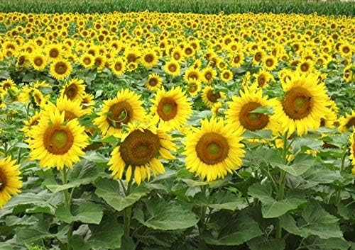 Non GMO Black Oil Sunflower Seeds (5 Lbs)