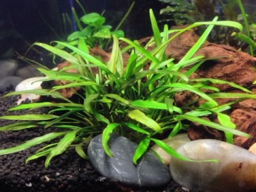 aquarium plants factory