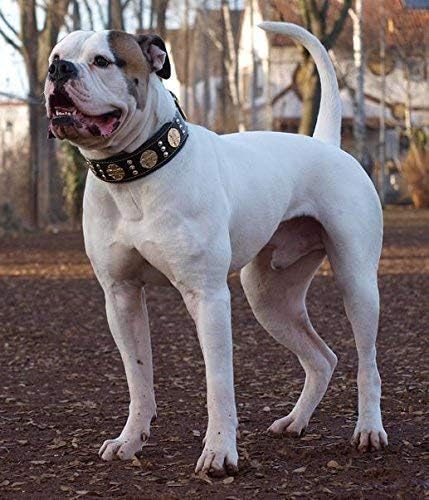 Bestia Maximus Genuine Leather Dog Collar, Large Breeds, Cane Corso, Rottweiler, Bullmastiff, Dogo, Quality Dog Collar, 100% Leather, Studded, L- XXL Size, 2.5 Inch Wide. Padded. Made in Europe!