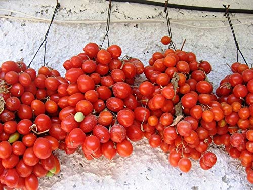 Seeds Tomato Vine Heirloom Vegetable For Planting Non Gmo #TOP4