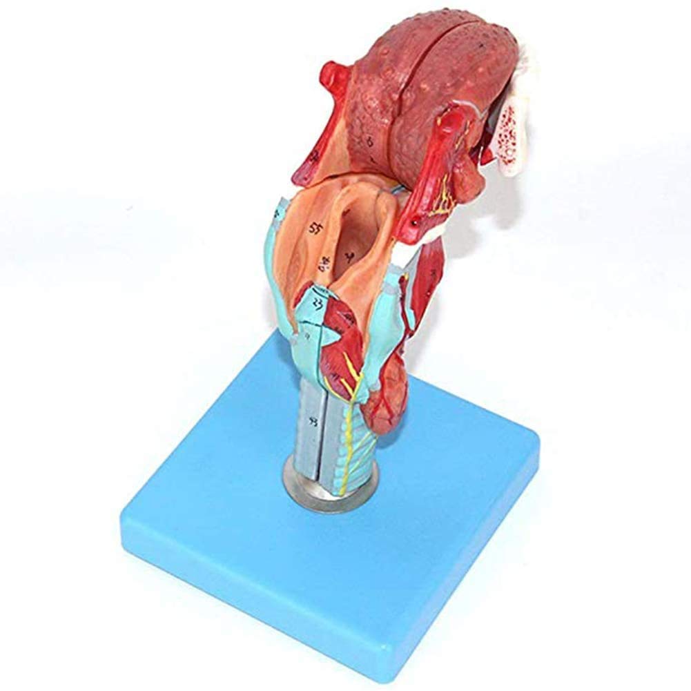 Modello di Lingua E Dente Laringeo Umano, Cartilagine Laringea, Giunzione Laringea, Muscoli Laringei E Laringe Scale Scala 1: 1 Progettata per L'Insegnamento