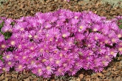 Table Mountain Ice Plant 72 Plant Plug Flat Groundcover