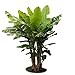 Ohio Grown Winter Hardy Basjoo Banana Plant - Musa - 4" Pot