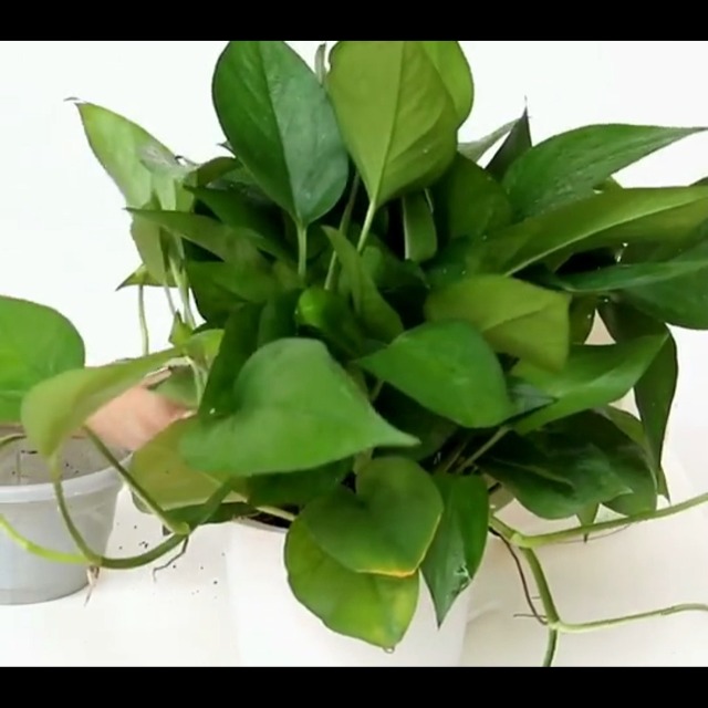 hanging planters self watering on Amazon Live