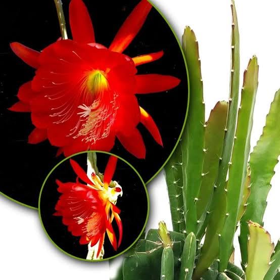 BISWAS PLANTS HOUSE` Rare Brahma Kamal/Night Queen Flower Healthy Live Plant Red (pack of-1) WB31 (B0CQXTCZRL) Amazon Price History, Amazon Price Tracker