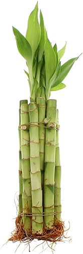 Live Lucky Bamboo Paquete de 10 tallos  Tallos de 8 pulgadas con botella gratis de fertilizante de bambú de la suerte  Plantas de interior vivas