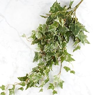 Green Poly Silk Draping Holland Ivy Bush | for Indoor Decor