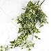 Green Poly Silk Draping Holland Ivy Bush | for Indoor Decor
