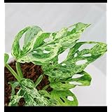 マドカズラ モンステラ アダンソニー ミント 2