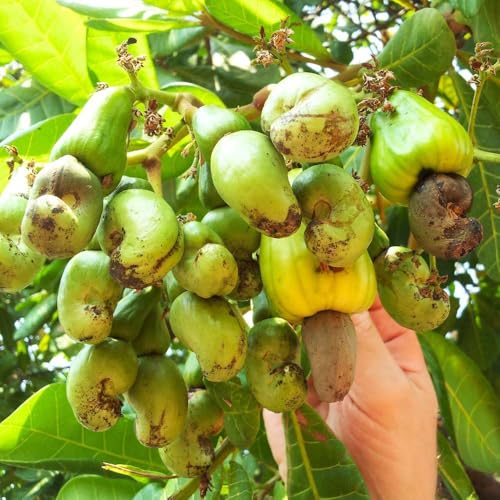 Image of All-Time 12 Months Hybrid GRAFTED Live Fruit Plant Original & Authentic Organic Tree for Outdoor Fast-Growing Fruit Plant Home Gardens Pack Of-1 (Kaju(Cashew) Dry Fruit Plant, Medium)