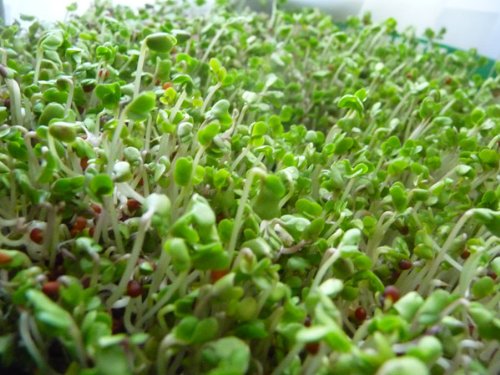 Todd's Seeds® Broccoli and Friends Sprouting Seed Mix, One Pound