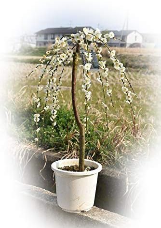 Amazon しだれ梅白 八重しだれ梅苗 観葉植物 オンライン通販