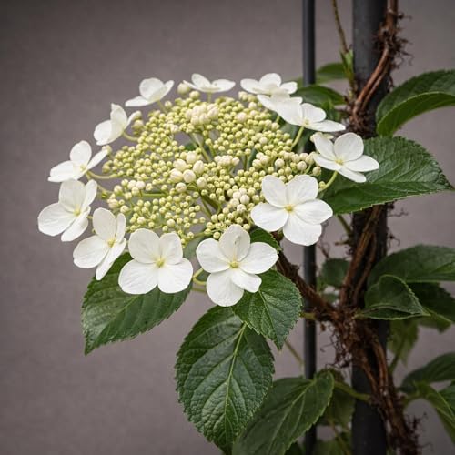 Classy Groundcovers, Hydrangea anomala subsp. petiolaris /