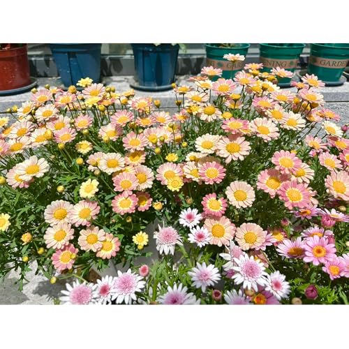 Semi di margherita perenne-decorazione del giardino,semi di giardino,decorazione soggiorno resistenti in vaso,300pcs