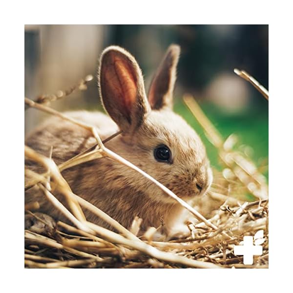 ReaVET Natur Nagerfutter 10 Liter - Kaninchenfutter, Meerschweinchen Futter, Hamster, Nager - Artgerecht mit Gemüseflocken, Kräutern, Getreide, und Luzerne, Ohne künstliche Zusätze – Bild 5