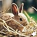 ReaVET Bachblüten Globuli für Hunde und Katzen - Juckfrei 10g I Bachblüten bei Juckreiz, Schuppen & Milbenbefall I Nach Dr. Bach I Zur natürlichen Unterstützung bei ungewohnten Situationen