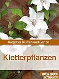 Kletterpflanzen - Ratgeber Blumen und Garten