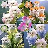 Winterharte mehrjährige，Katzenorchideen，Einfach zu Pflegen，mit Auffälligen Blüten，für...