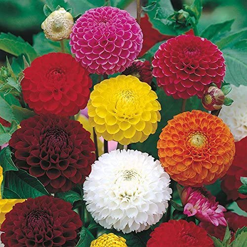 See full amazon price history chart for Kraft Seeds by 10CLUB Dahlia Mix Flower Seeds (1 Packet, 2gm) |Flowering Plants Seeds for Home Gardening |Natural and Real Planting Seeds for Indoor Home Decor |Winter Flowering Seeds Kraft Seeds by 10CLUB Dahlia Mix Flower Seeds (1 Packet, 2gm) |Flowering Plants Seeds for Home Gardening |Natural and Real Planting Seeds for Indoor Home Decor |Winter Flowering Seeds (B09XMQYFLR) Amazon Price History, Amazon Price Tracker