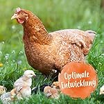 Küken Booster - optimale Küken Aufzucht - essenzielle Hühner Vitamine (Vitamin A, D, E, C & B) - mit Probiotika & Oregano für gesunde Verdauung & Darmflora - optimales Küken Wachstum - 180g – Bild 5