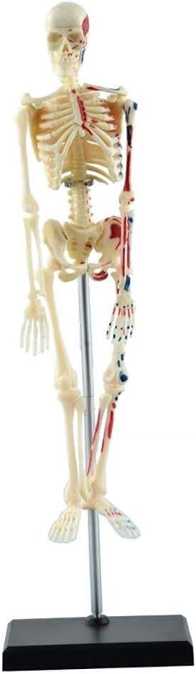 85CM Human Skeleton Anatomical Model Painted And Numbered Muscle Insertion And Origin Points Suitable for Secondary School Medical College medical model