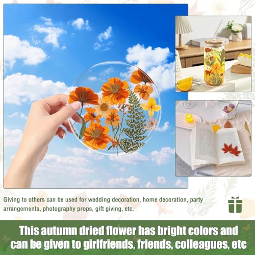 Flores secas prensadas de otoño para manualidades miniatura 7