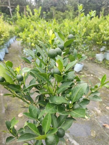 Image of GreenWorld Sweet & Rare All Time Kumquat Lemon Plant (Grafted /Guti Kalam) Healthy Live Plant,''Fruit After 1 Year''