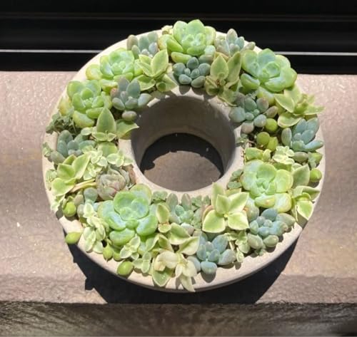 �����A�� �񂹐A�� ���[�X jj