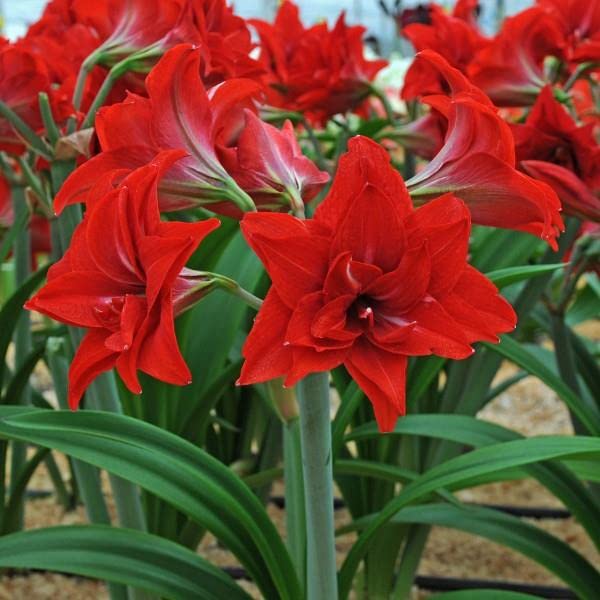 Mphmi Live Plant Nursery NCR Plants Amaryllis Plant Lily, Red - Flowering Plants Flowers Garden Live Plant (B0BWVVZ6KM) Amazon Price History, Amazon Price Tracker
