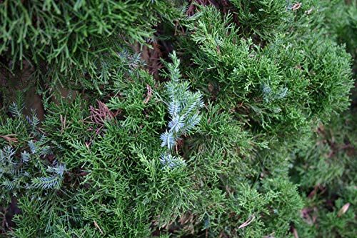 The Jonsteen Company Bonsai Tree | Chinese Juniper thumb #5