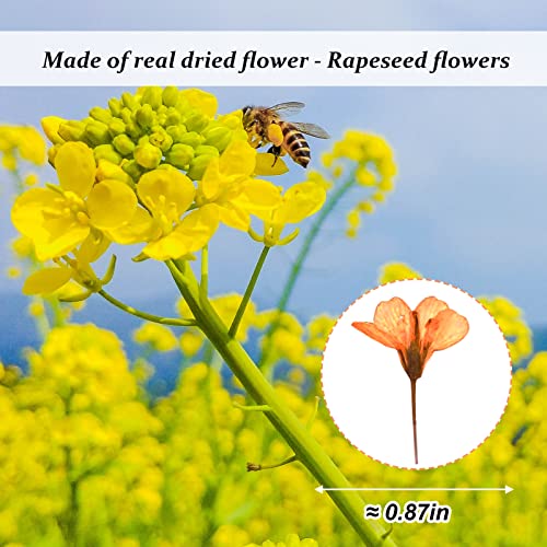 60 flores de colza secas prensadas naranja para resina miniatura 2