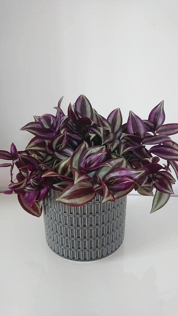 PlantaZee Live Air Purifying Wandering Jew Plant in Pot – Decorative Ornamental Indoor Desktop (B0B8XCCCDZ) Amazon Price History, Amazon Price Tracker