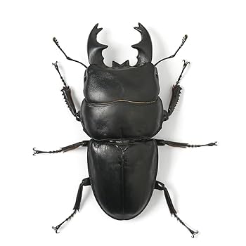 標本アルキデスヒラタクワガタ 長歯型 スマトラ島産 96.1ミリ