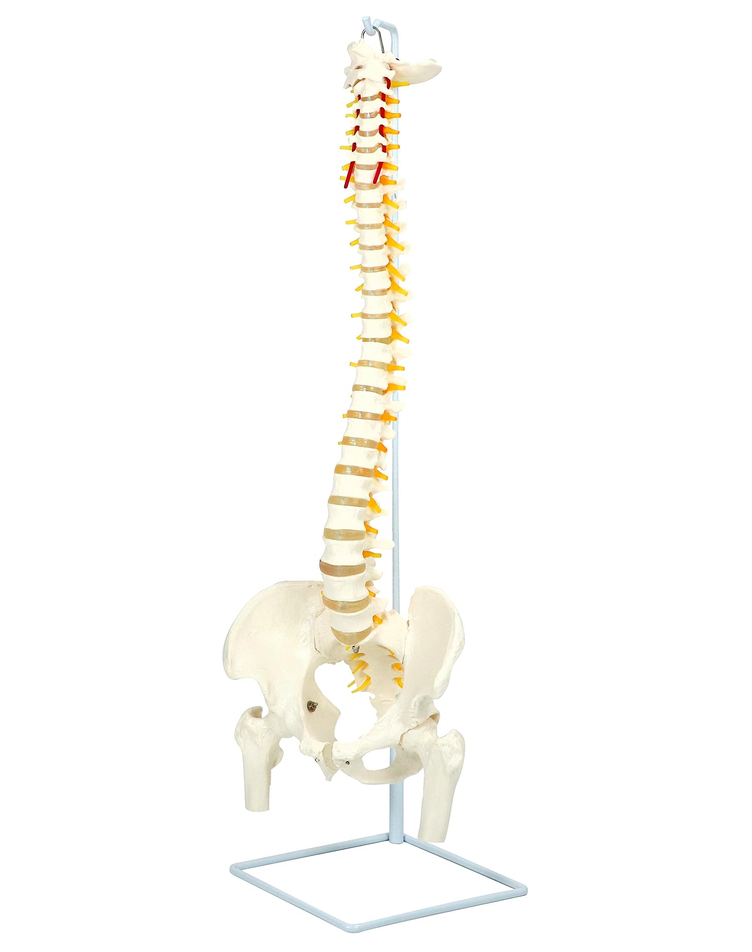 QWORK® Modèle de colonne vertébrale flexible avec nerfs spinaux, bassin et fémurs (grandeur nature, 88 cm)