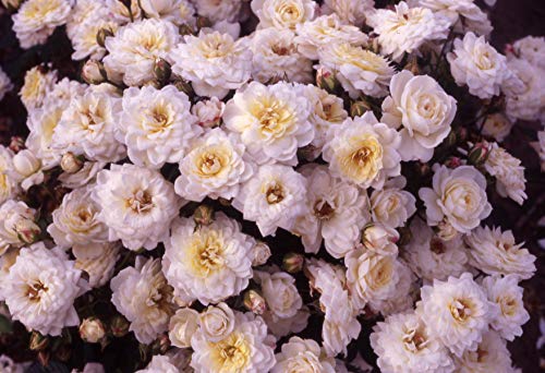 GreenBrokers SNOWCAP PATIO ROSE 3.5 LITRE, Pure White