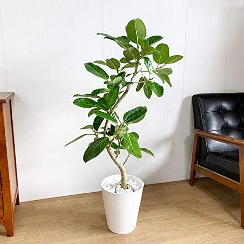 Amazon Co Jp フィカス ベンガレンシス 観葉植物 本物 ホワイトセラアート鉢 ベンガルゴムの木 ベンガル ベンガルゴム ゴムの木 インテリア 8号 大型 中型 ホーム キッチン