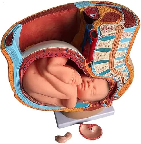 Modèle pelvis fœtus 9 mois avec structures anatomiques précises