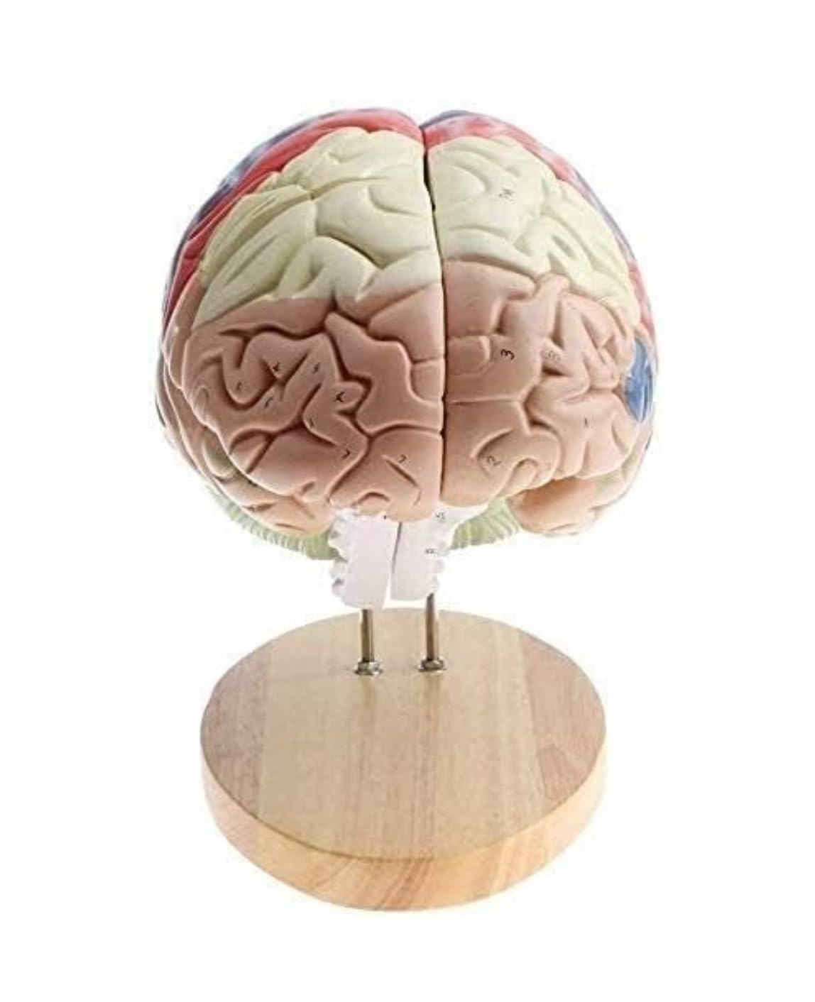 Anatomía De La Educación Modelo De Anatomía del Cerebro Humano Extraíble, Aumento 2X, 4 Partes, Anatómico Muñeca de Anatomía