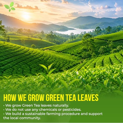 Image of FreshDrinkUS, Premium 175 Green Tea Bags, 100% Natural & Pure from Green Tea Leaves. Loose Leaf Green Tea Herbal Tea. Made with Natural Material Tea Bags. No Sugar, No Gluten, Vegan.