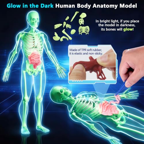 Image of Glow in Dark Human Body Model, 3D Realistic Human Anatomy Model,Removable Human Organ Model for Study Teaching Demonstration