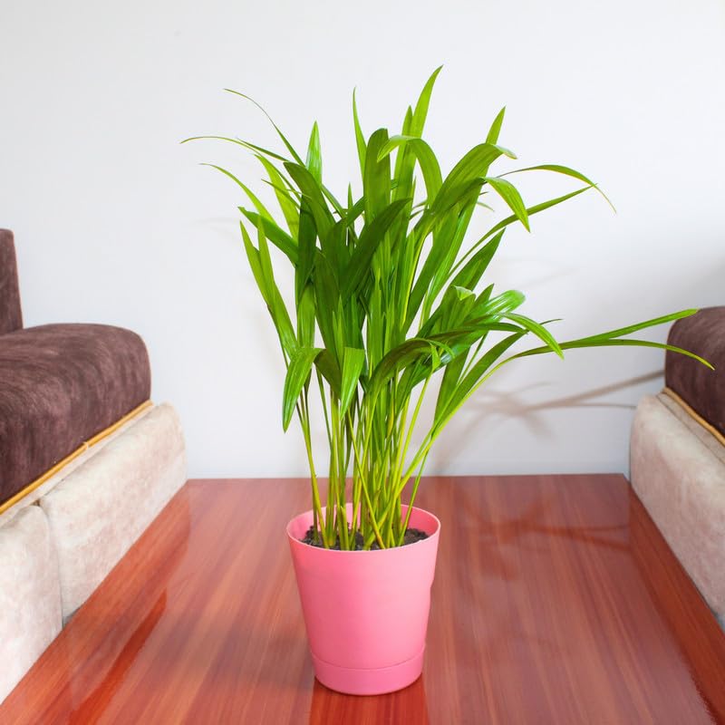 Indoor Air Purifier Palm | Live Areca Palm for Bedroom & Living Room Decor | With Self Watering Pot-image-33